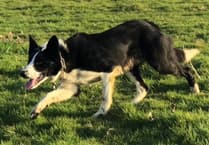 "Much-loved" dog stolen from Gwynedd farm