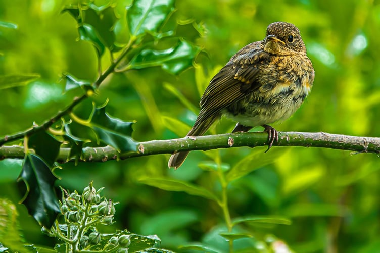 Robin
