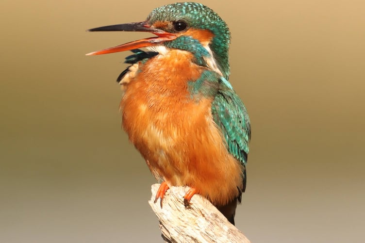 Kingfisher