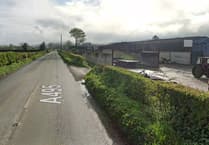 White van driven through herd of cows