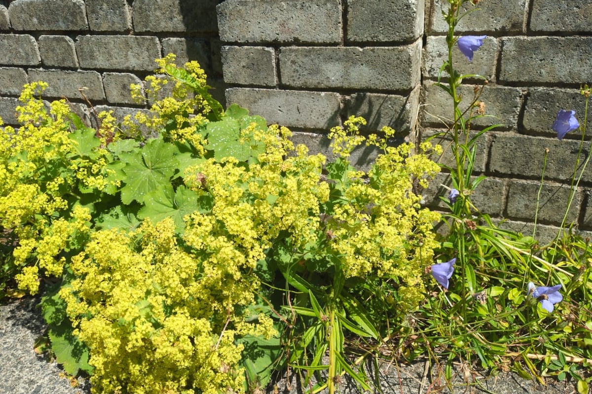 Upset as more herbicide used near mid-Wales homes visual