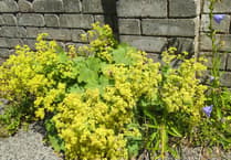 Upset as more herbicide used near mid-Wales homes