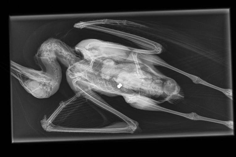 This x-ray image shows an air pellet lodged in a gull's body cavity.
