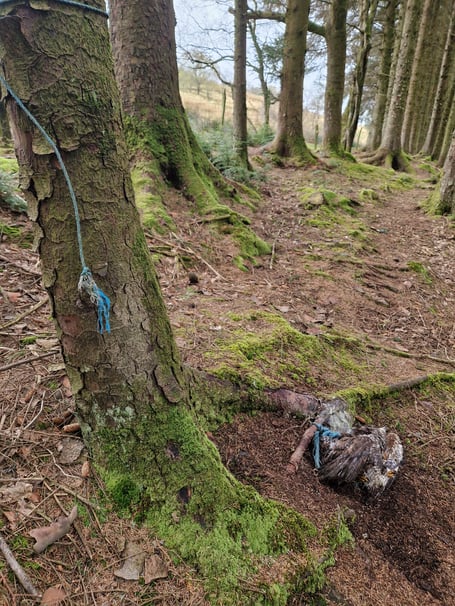 The RSPCA is appealing for information after a dead buzzard was found bound by a blue rope to a tree root in a private woodland in Llanbrynmair, Powys. The bird, whose wing was attached to the rope, is believed to have struggled and suffered for some time before dying.