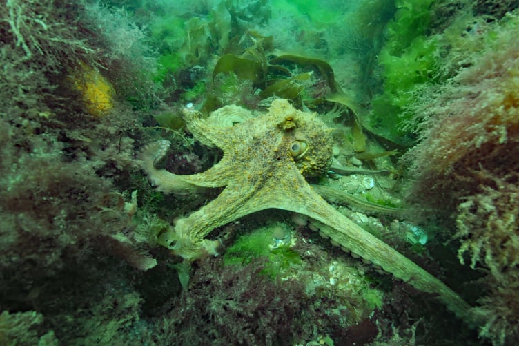 2025 was dubbed 'The Year of the Octopus' because of dramatically higher numbers of Common Octopus sightings © Keith Hiscock MBE