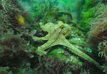 Year of the octopus: How our seas are changing