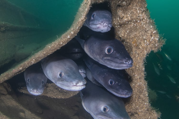 Conger eel heads visible as the eels congregate together inside an opening of a shipwreck c. Kirsty Andrews