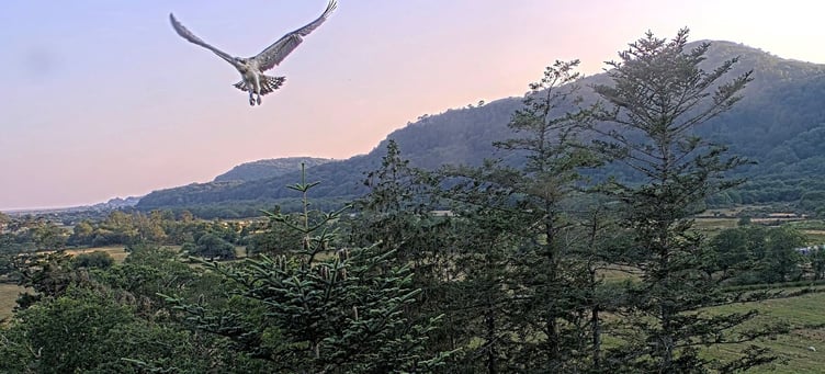 The 50th fledgling from Glaslyn nest is Blue 2T5. Photo: Glaslyn Ospreys