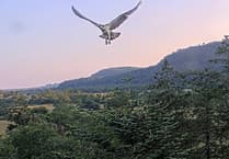 Glaslyn Ospreys celebrate 50th chick fledging milestone