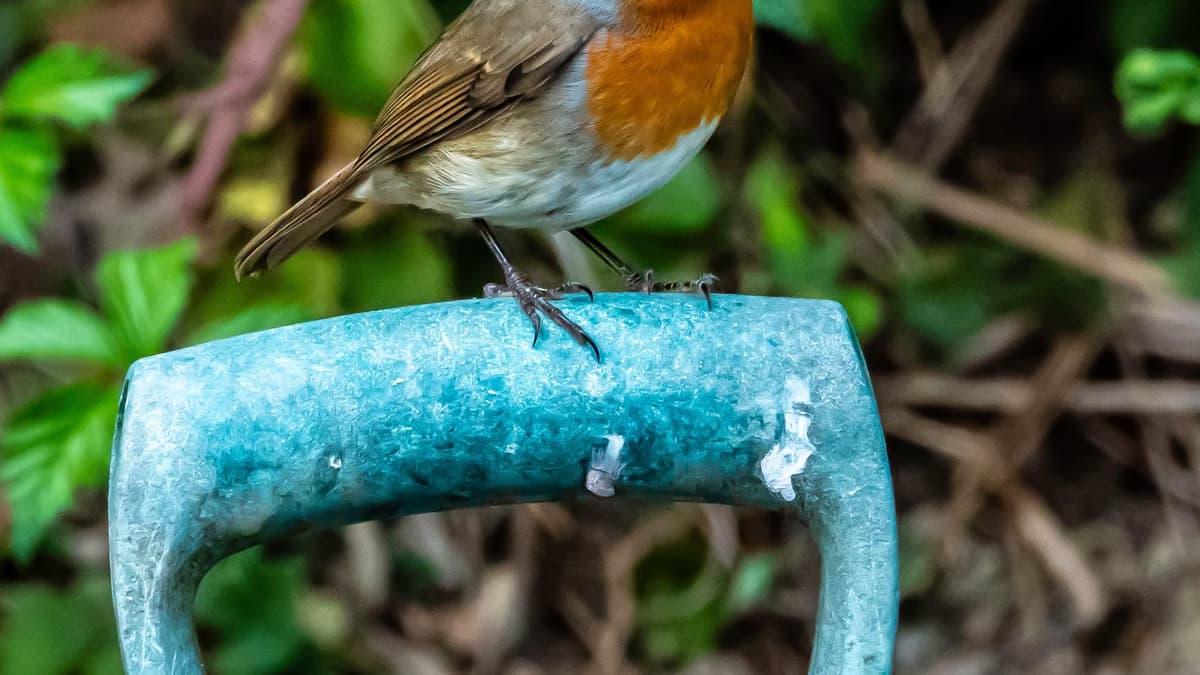 Cambrian News photography club capture summer in west Wales