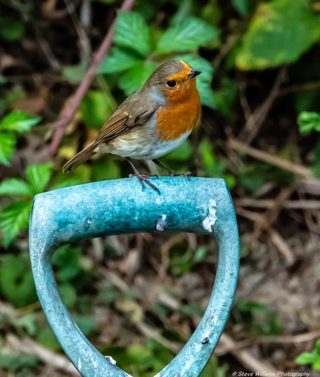 Robin waiting for his breakfast at Y Gors in Ceredigon, captured by Steve Williams