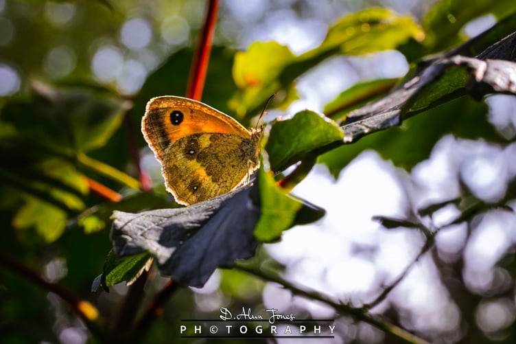 Gatekeeper butterfly (Pyronia tithonus), which is also widely known as the Hedge Brown