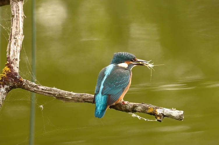 Kingfisher