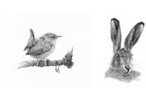 Machynlleth artist showcases wildlife drawings at Cletwr