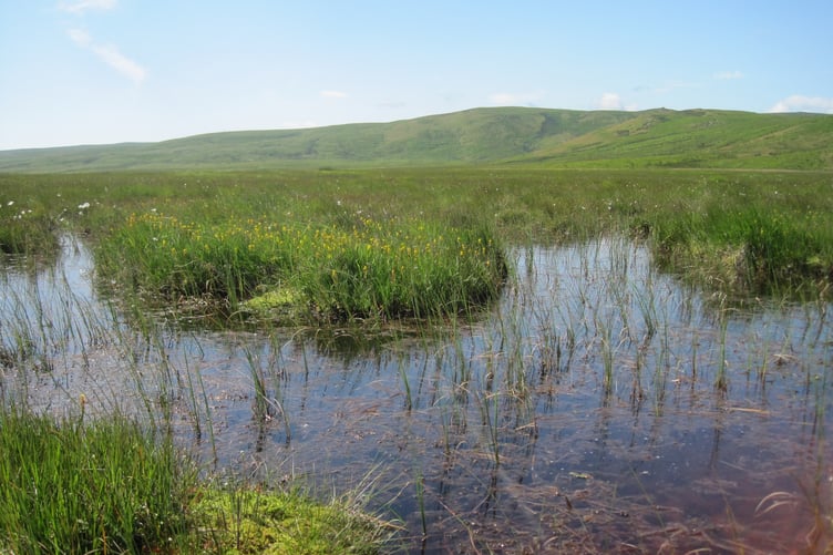 Gors Maen Llwyd, bordering Llyn Brenig, is one of the Wildlife Trust’s largest nature reserves and comprises upland heath, blanket bog and wetland filled with sphagnum moss, bogbean and cranberry. Photo: Cambrian Mountains Society