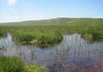 Petition launched to ban wind farm developments on Wales' peatland