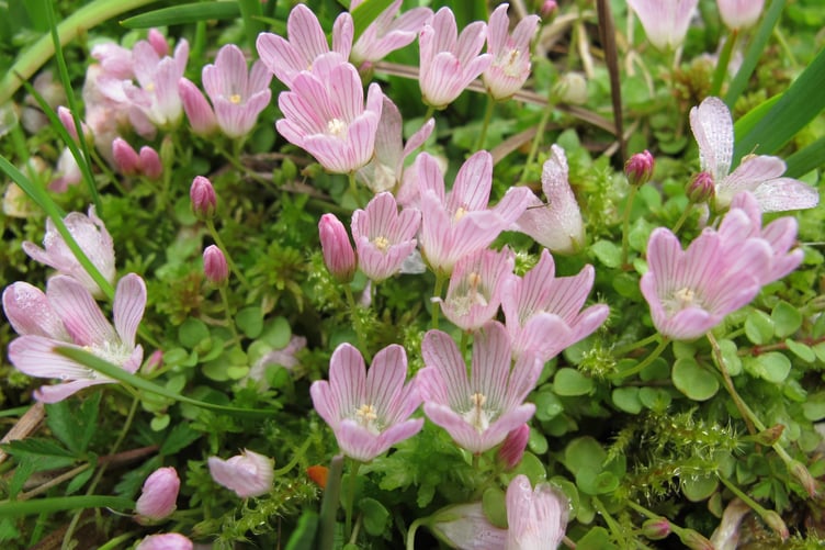 Peatland bogs are home to many rare species of plants and animals, including bog pimpernel.