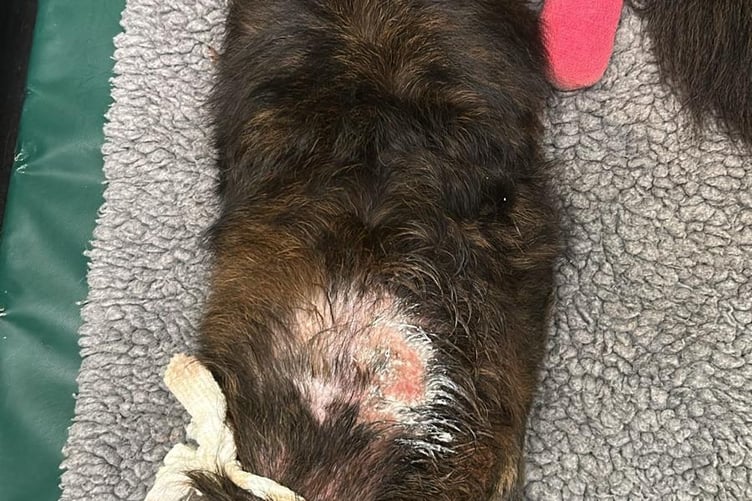 Picture of Cora's wounds taken by vets before treatment