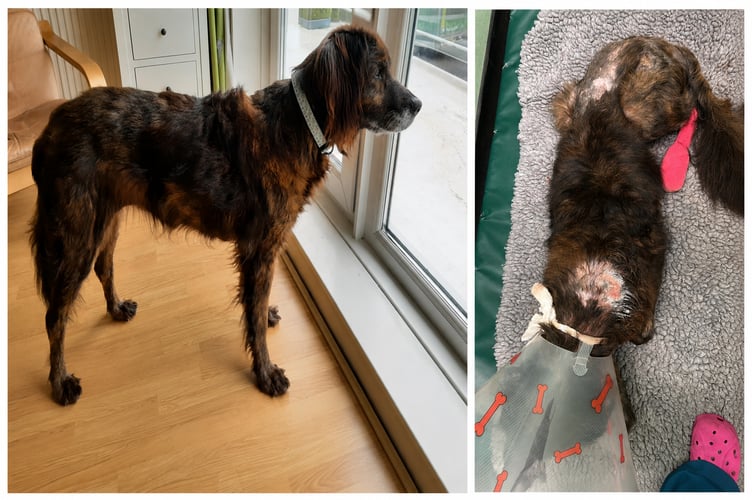 Cora is recovering well after being found tied to a tree with severe skin disease