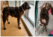 Suspended jail sentence for leaving dog's severe skin disease untreated
