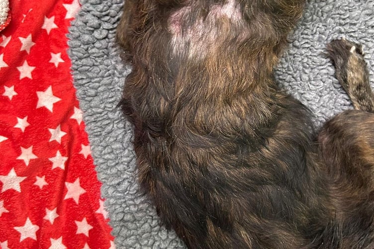 Picture of Cora taken by vets showing skin condition, back & neck