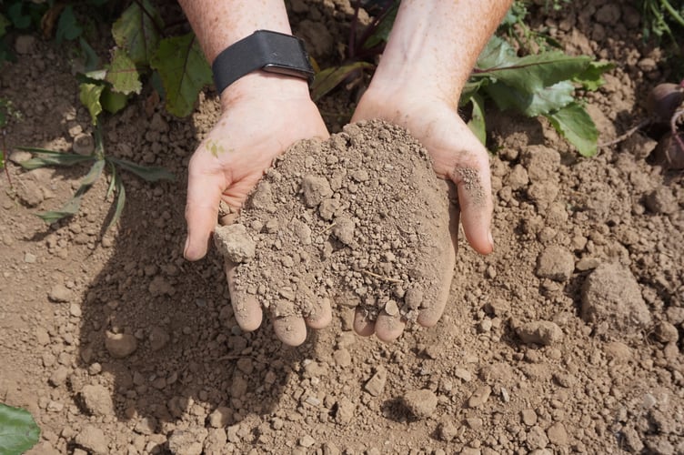 Dry soil at Langton Farm. Other farms that hadn't prepared the ground ahead of the heatwave have found the ground can't be ploughed; it's too hard and dry.