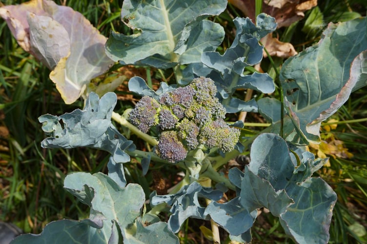 Small, slow-growing broccoli starting to flower at Langton Farm