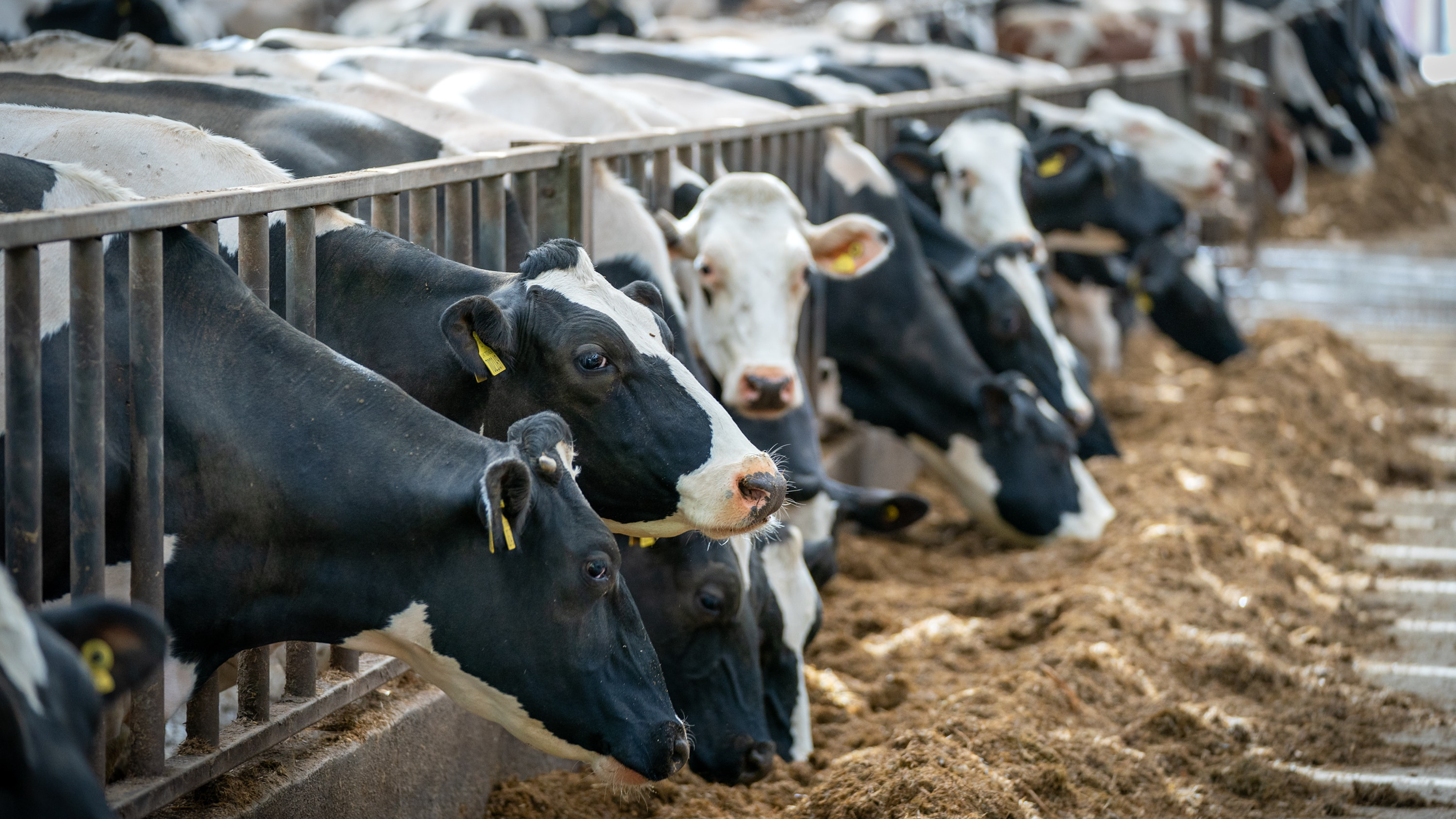 Livestock keepers in Wales urged to take action