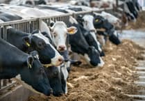 Livestock keepers in Wales urged to take action on Bluetongue