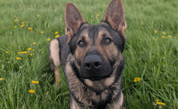 Dyfed-Powys Police dog Kaos