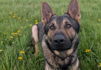 Police dog saves missing woman's life in west Wales
