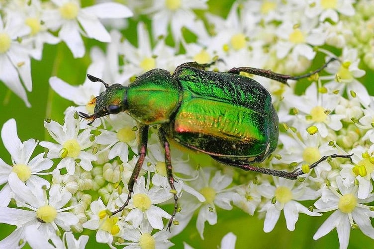 Aberystwyth University scientists will use innovative techniques to improve monitoring of noble chafer populations