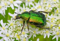 Protecting rare orchard wildlife with new conservation project