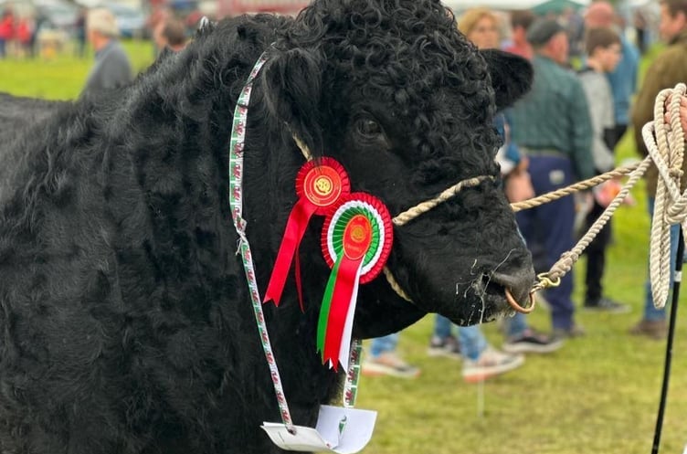 Merioneth County Show