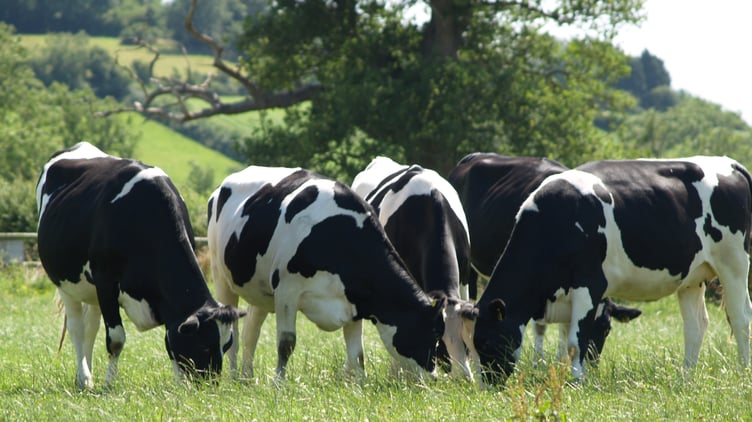 Pembrokeshire and North Wales projects to tackle bovine TB extended following successes