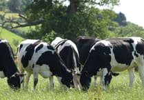 Two pilot projects to tackle bovine TB extended