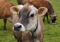 Traditional cattle herds’ diversity hit by selective breeding