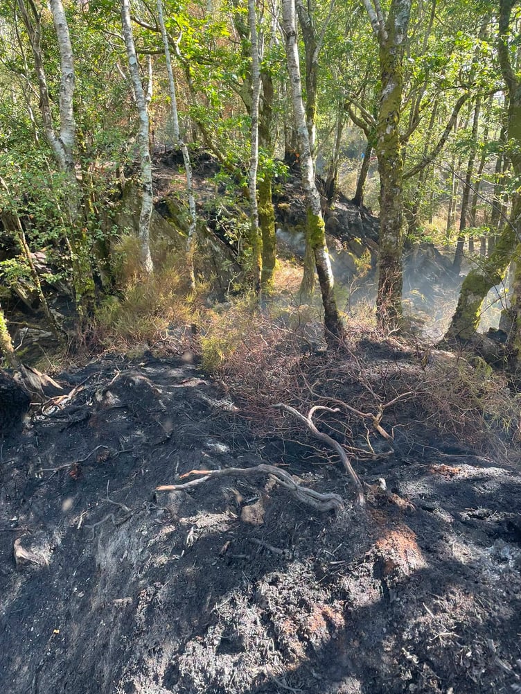 NWFRS image of Abergwynant Forestry fire