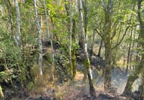 Deliberate fire suspected at Gwynedd forestry, police investigate