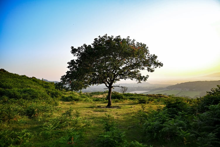 Oak tree ynyshir