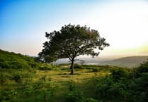 Ceredigion oak in running to be named UK's tree of the year