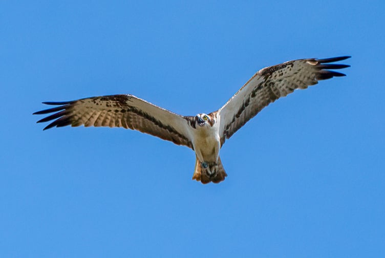 Families visiting Glaslyn Ospreys can learn about wildlife at Bank Holiday event