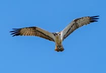 Discover wildlife at Porthmadog osprey family event
