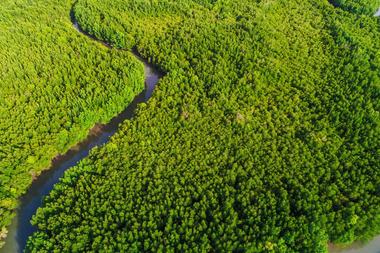 Mangrove forest