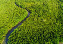 Aber scientists encouraged by mangrove study