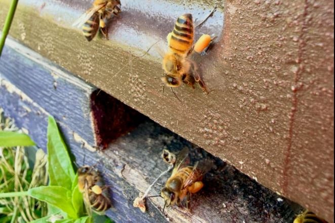 Honeybees in a hive owned by Gruffydd Rees