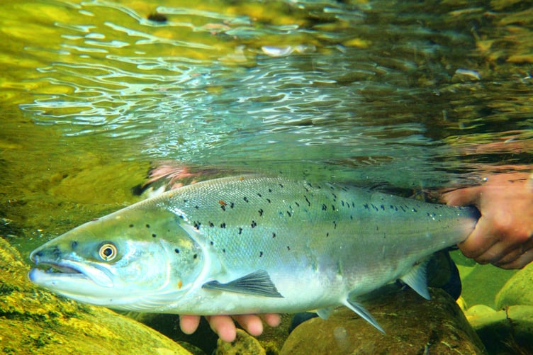 Salmon