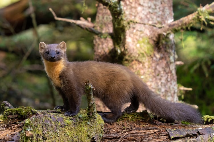 The Vincent Wildlife Trust has launched a new annual pine marten citizen science survey to help inform future conservation actions. Photo: The Vincent Wildlife Trust