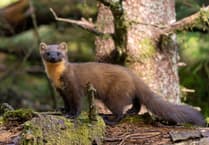 Marten Month: Join the wildlife survey