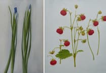 Art captures nature at Canfas Gallery